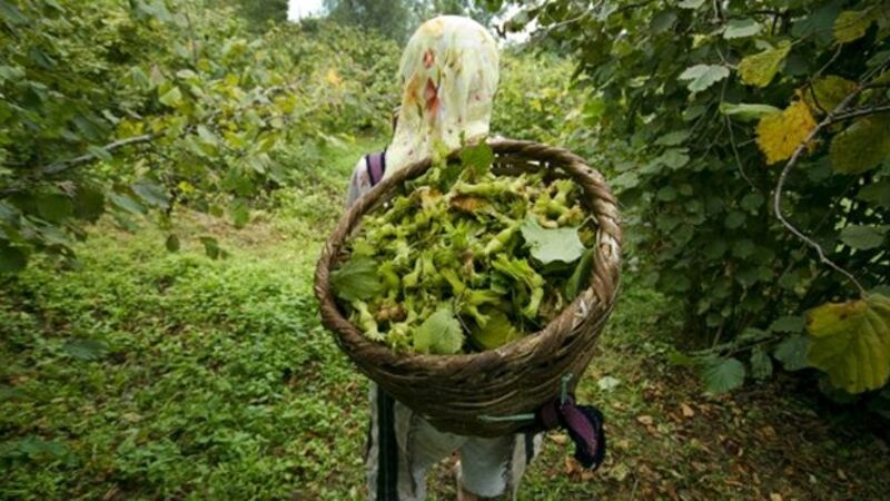 Karadeniz Yaylalar ve Batum Klasik Program